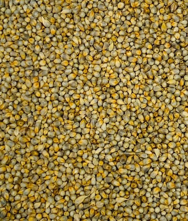 Gluten Free Green Millet