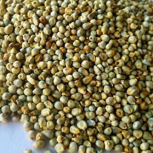 Green Millet